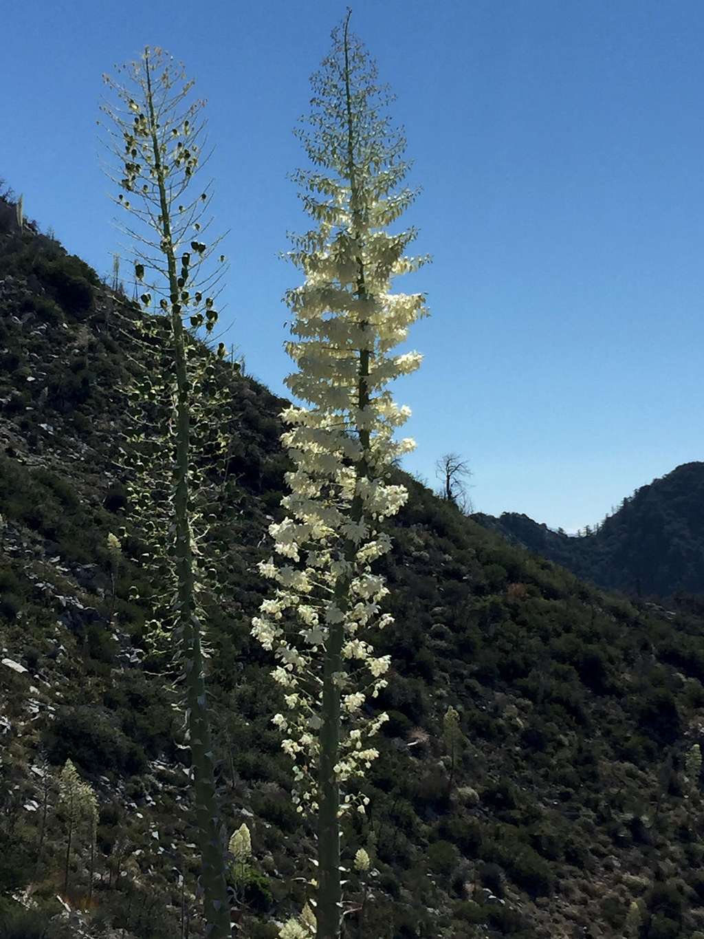 Yucca tree on Mt. Markham
