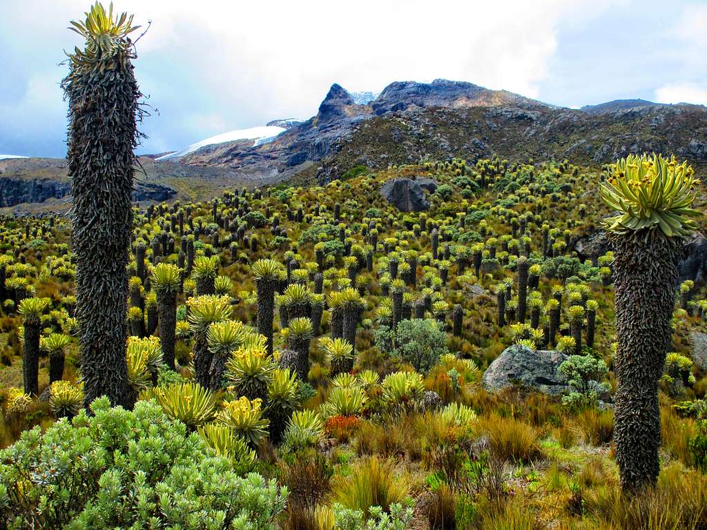Endemic vegetation near Nevado santa Isabel.