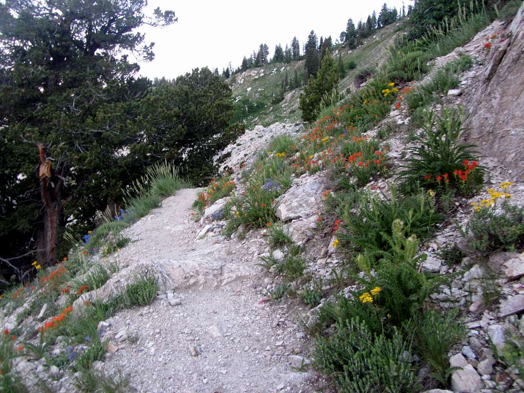 Wildflowers along trail
