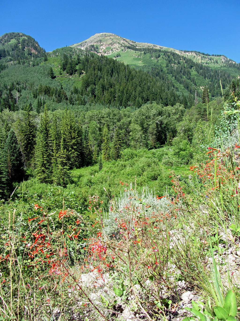 Box Elder Peak above trail