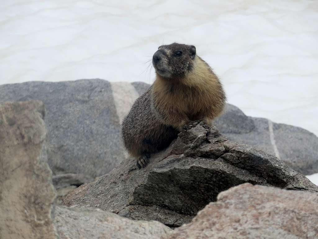 Marmot on Bishop Pass