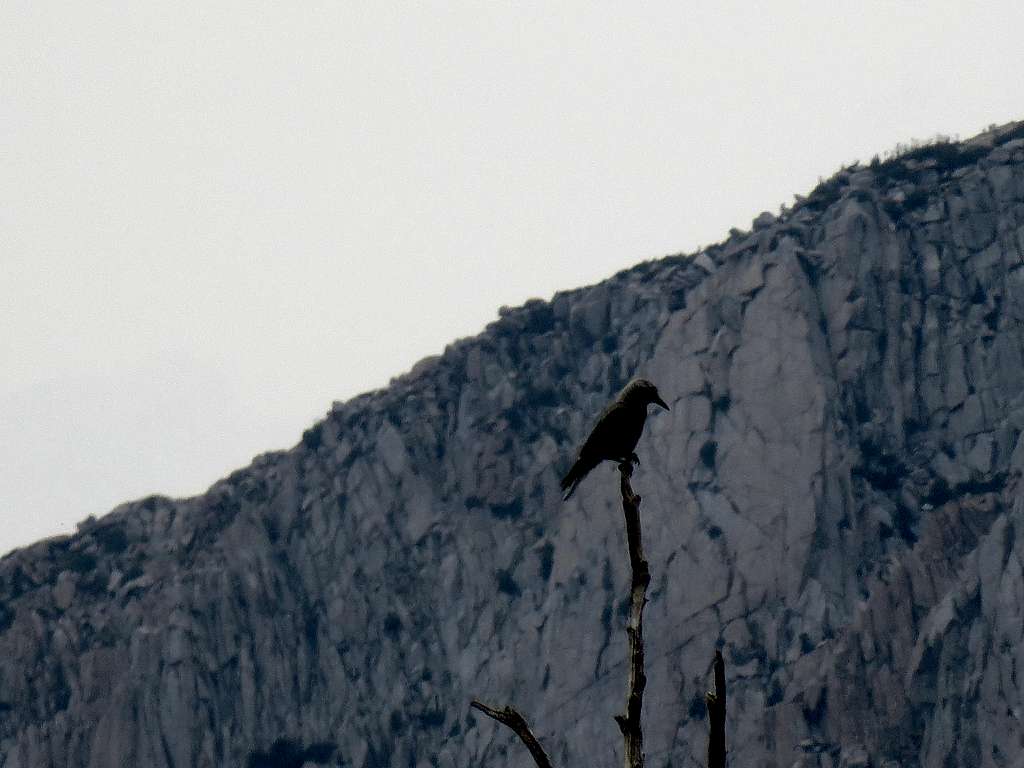 Bird on Bishop Pass trail