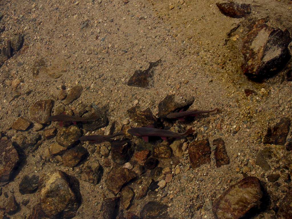 Cutthroat trout