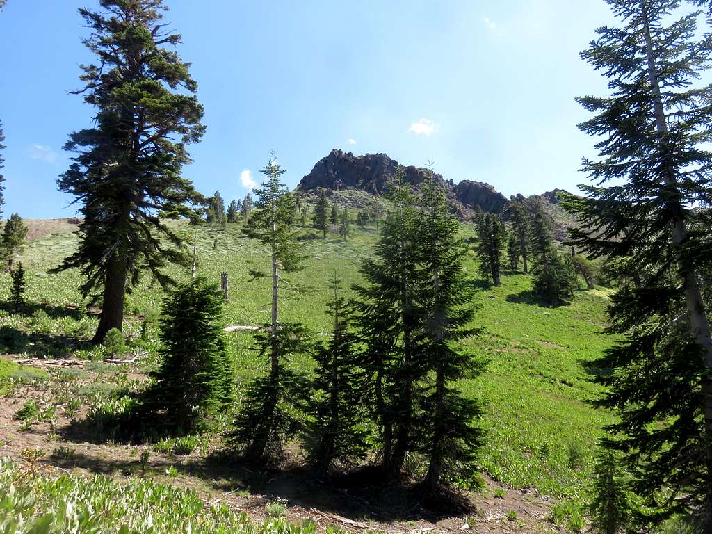 Field of mule ear below the summit rock