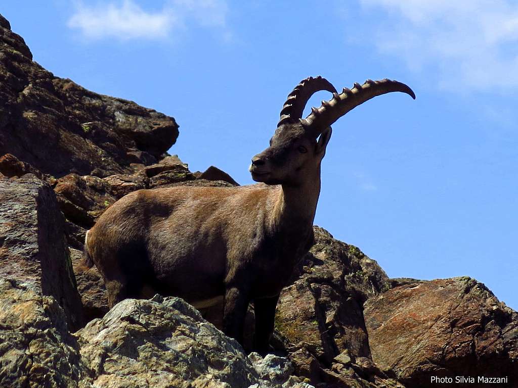 A trustful ibex on upper Malanotte Col, Cristalliera (Orsiera-Rocciavrè Natural Park)