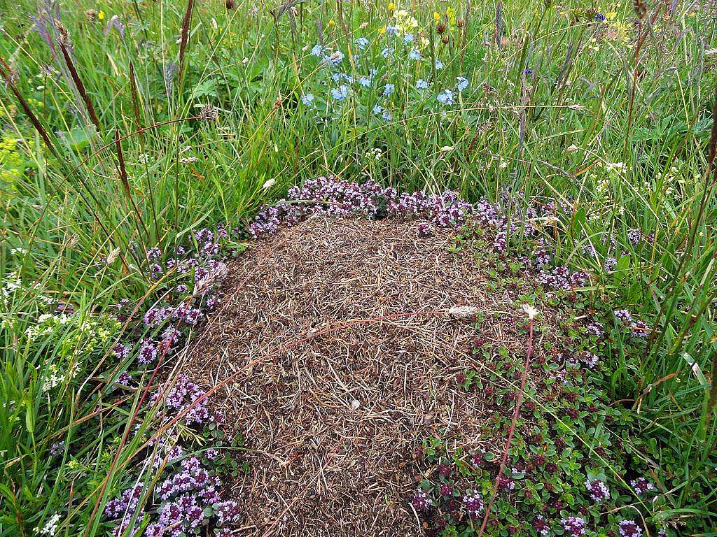 A thymus ant colony