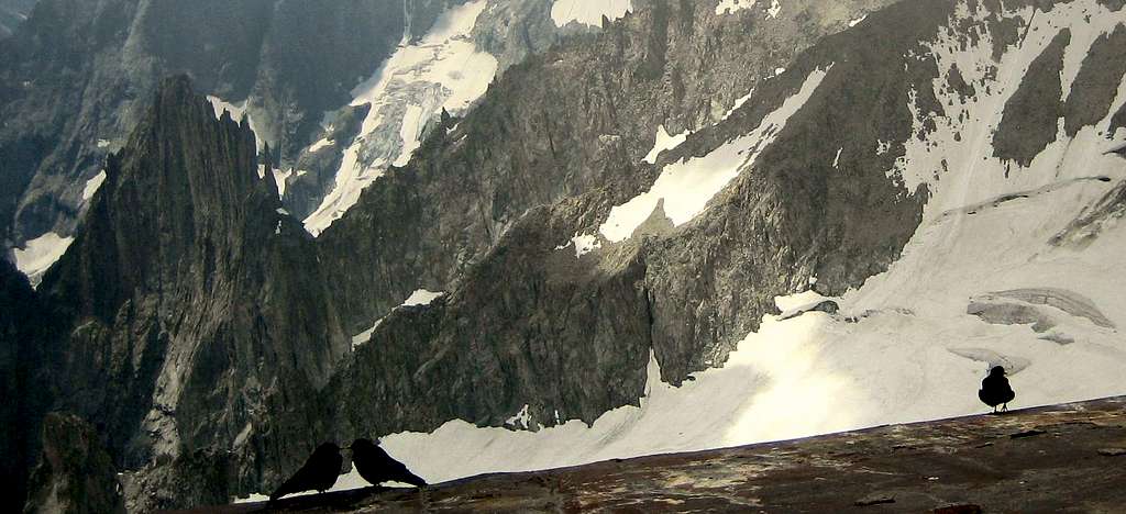 Alpine Choughs - Mont Blanc Area