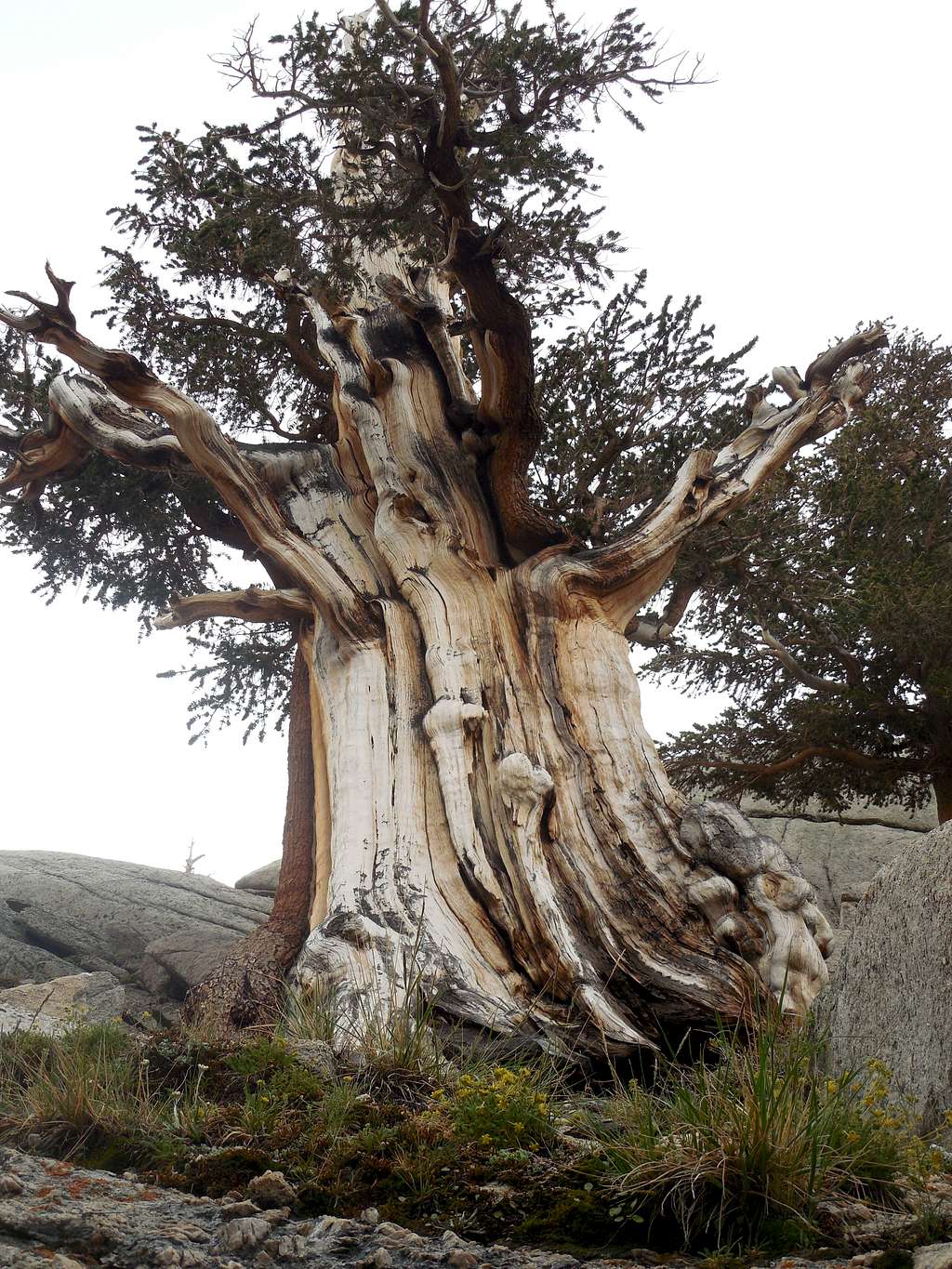 Bristlecone Pine?