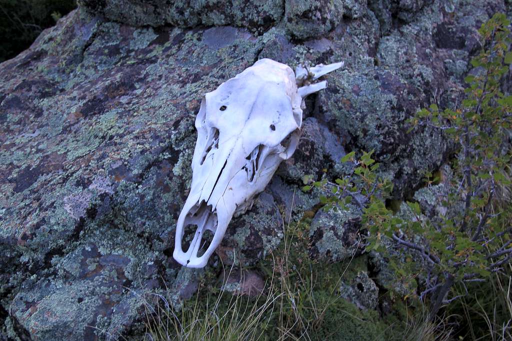 Pretty skull on the slopes of Phoenix Peak