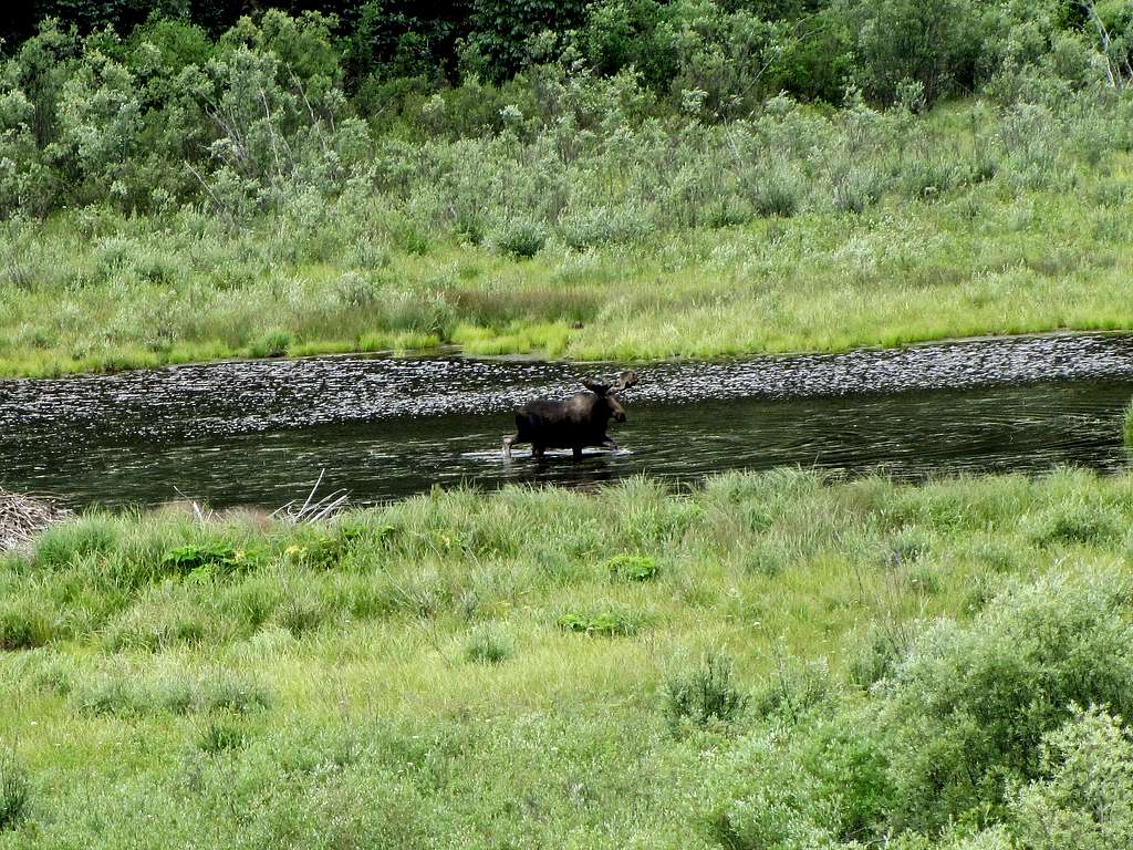 Moose near Mineral Creek