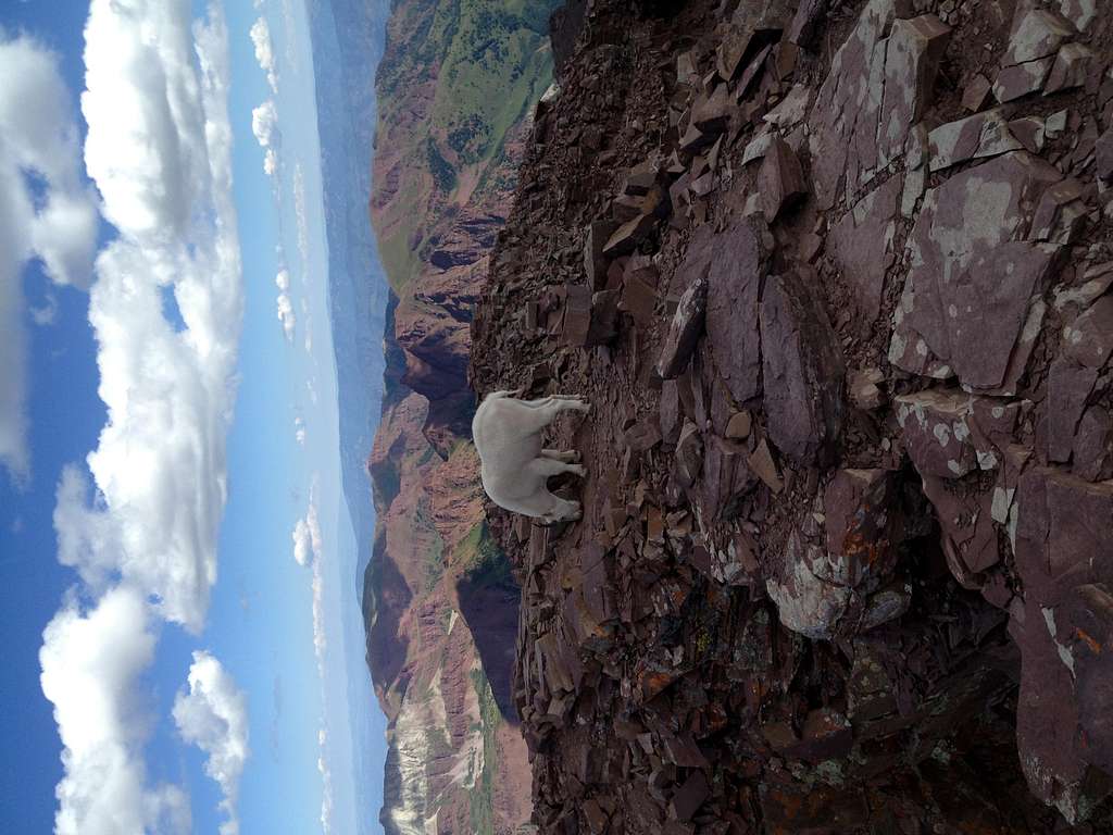 Mountain goat on summit