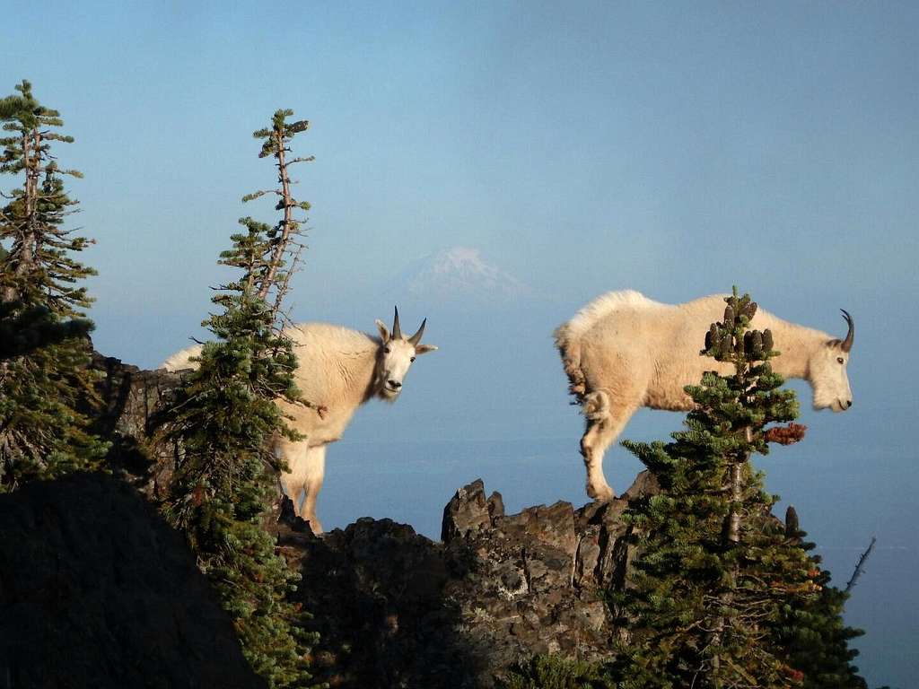 Mount Ellinor Goats