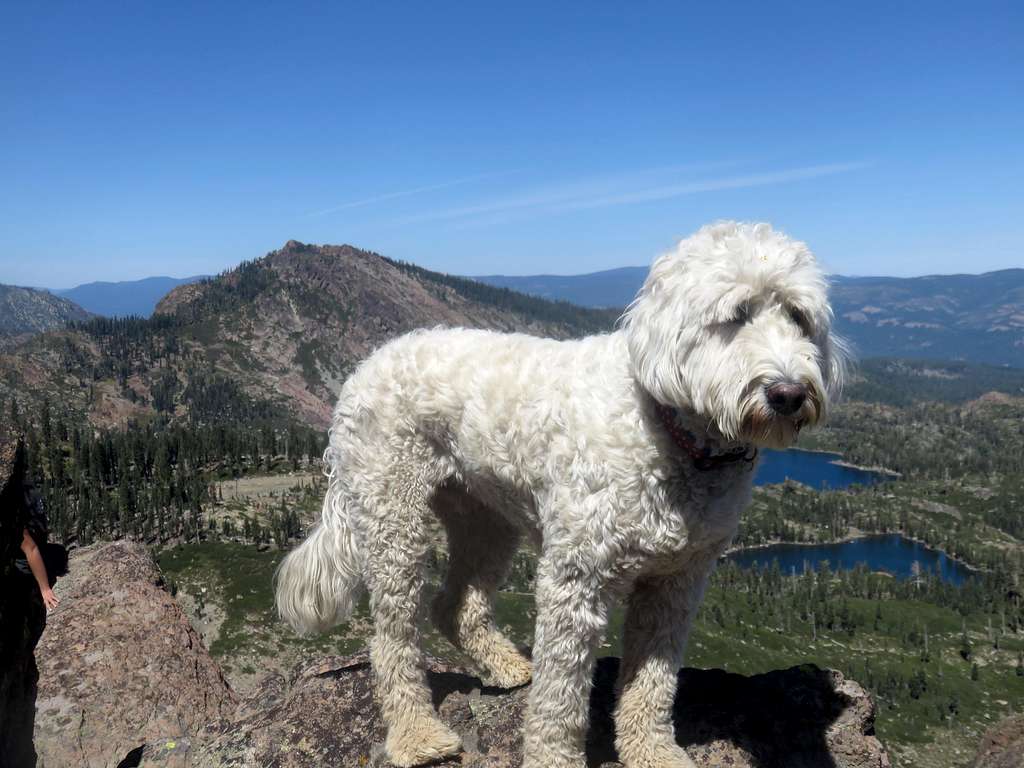 Tahoe (the dog) on the summit rocks of Round Lake Peak