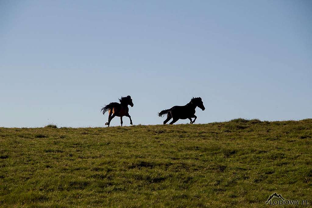 Wild Horses