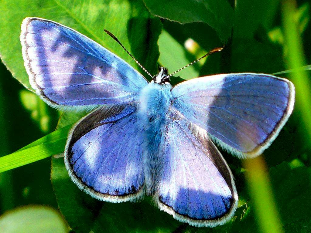 Butterfly in a meadow