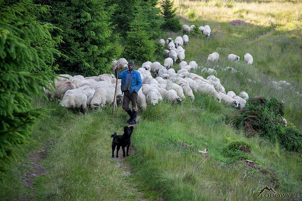 Shepherd from Prejba
