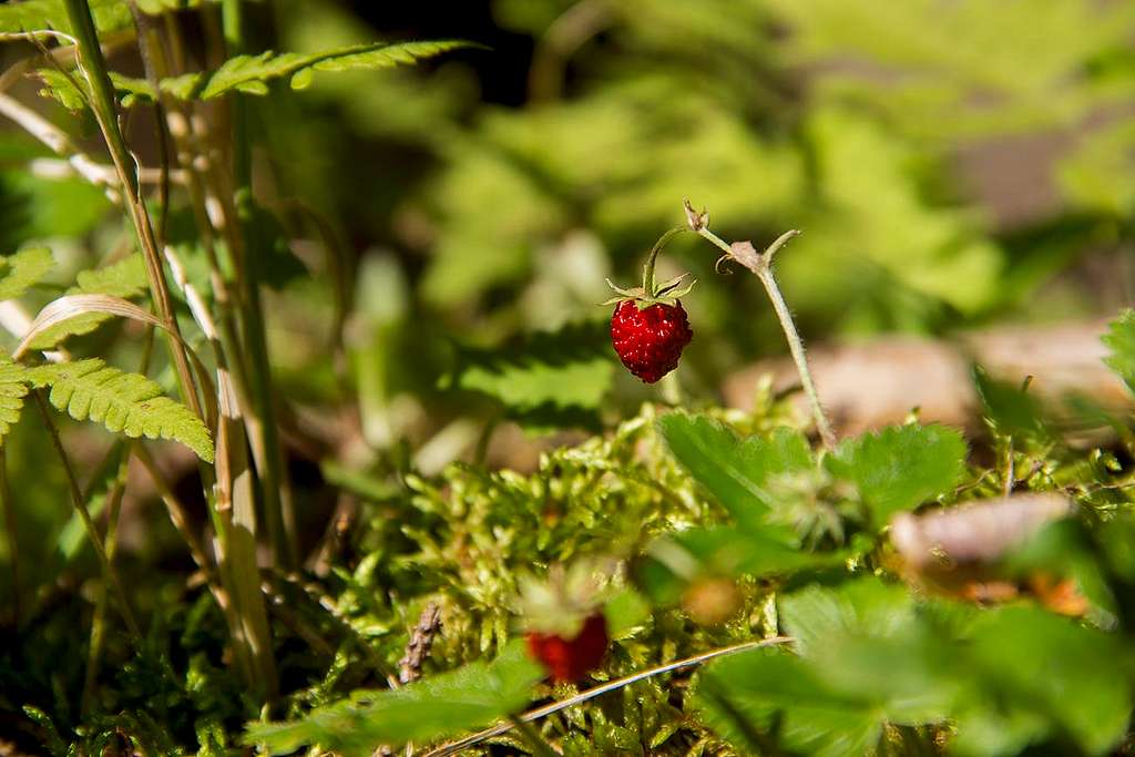 Carpathian forest delicacy