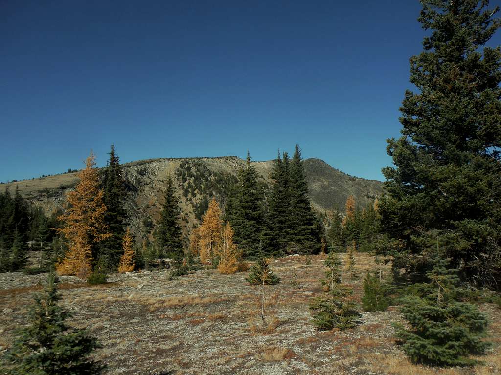 Larches and Rock Mountain