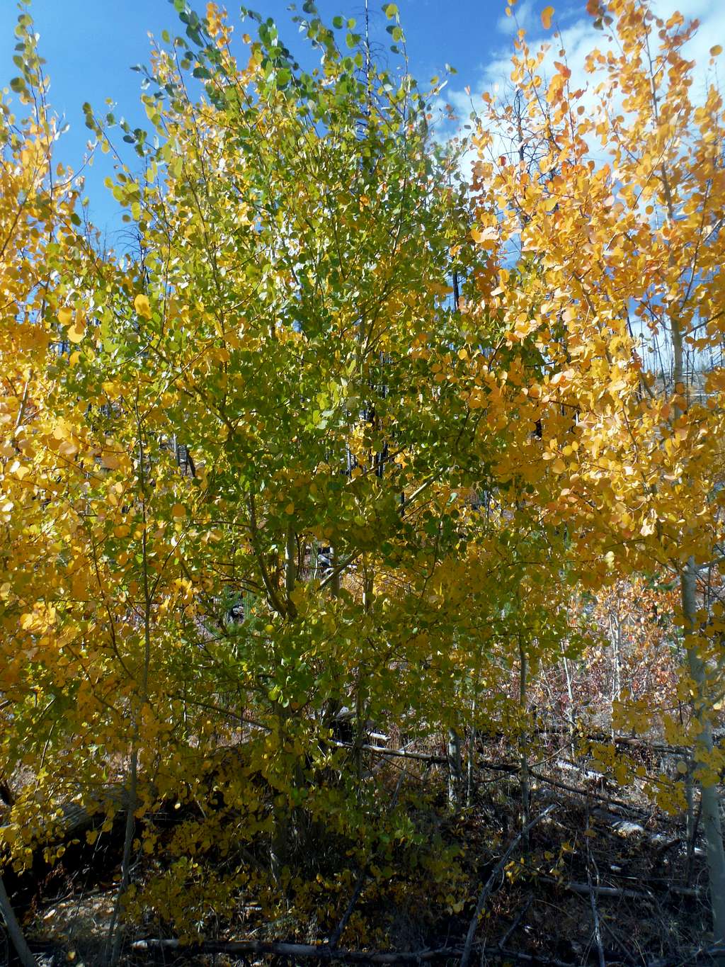 Aspens showing their glory
