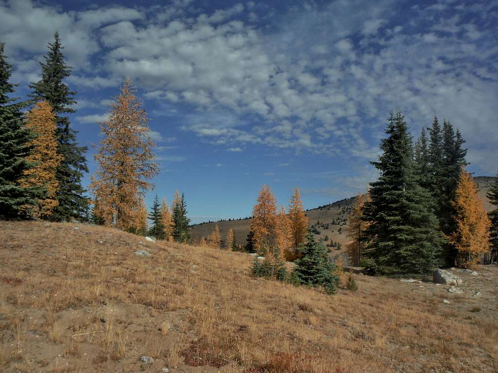 Larches on the slopes of Tiffany Mountain