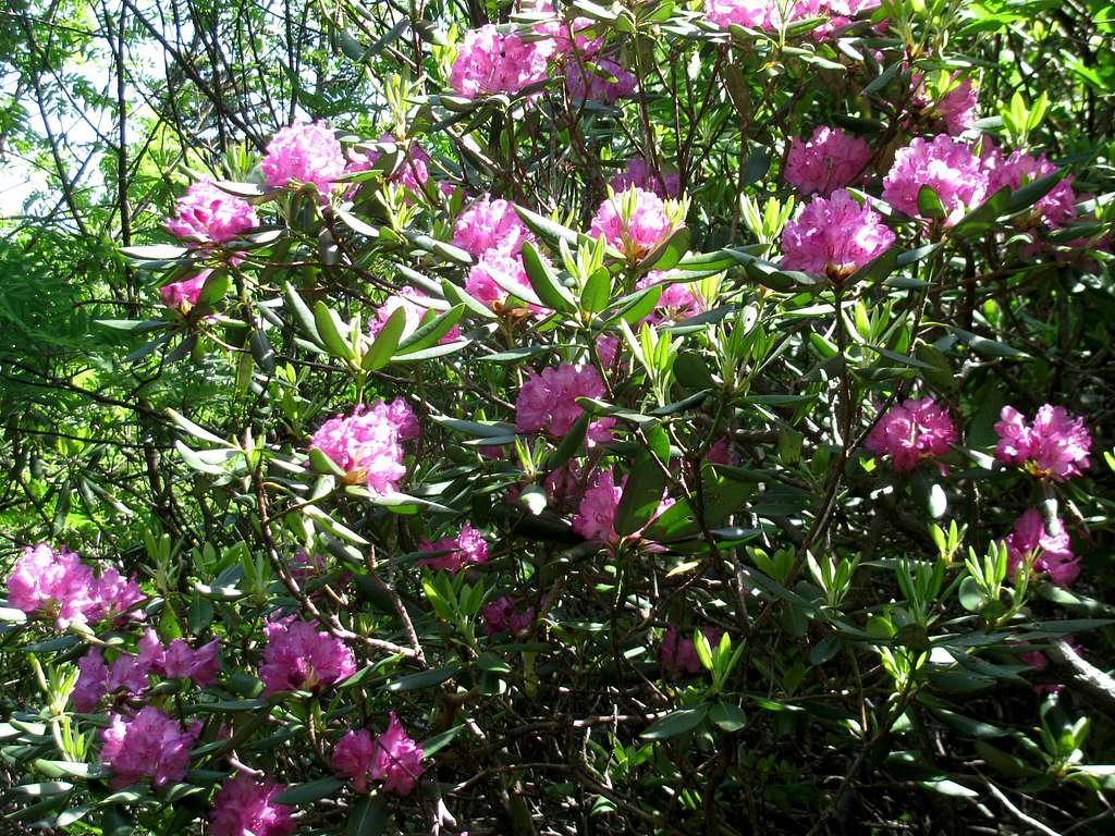 Trailside Rhododendrons
