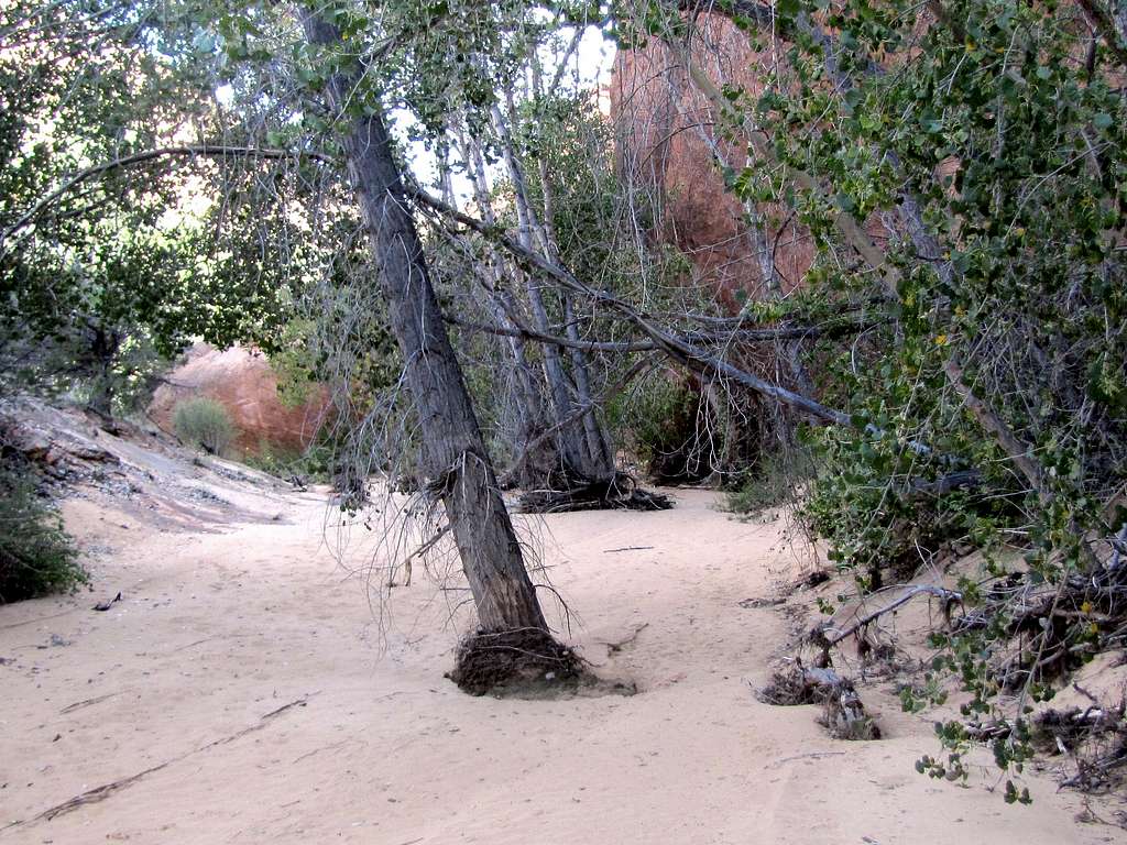 The narrow part of Phipps Canyon