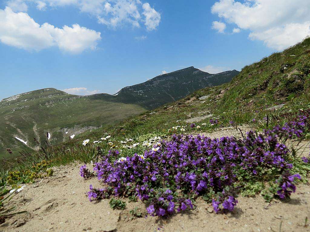Flowers in Bucegi