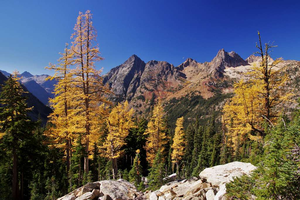 Larches in the North Cascades