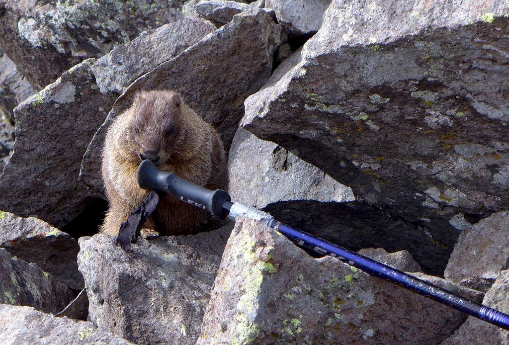 Greedy, destructive marmot