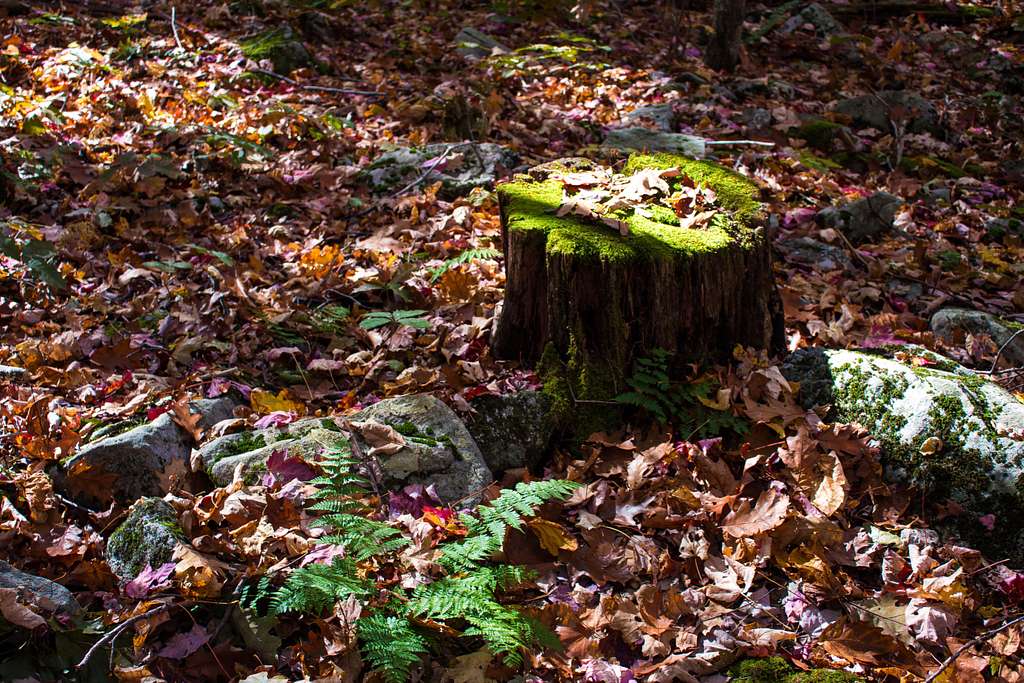 Mossy tree stump