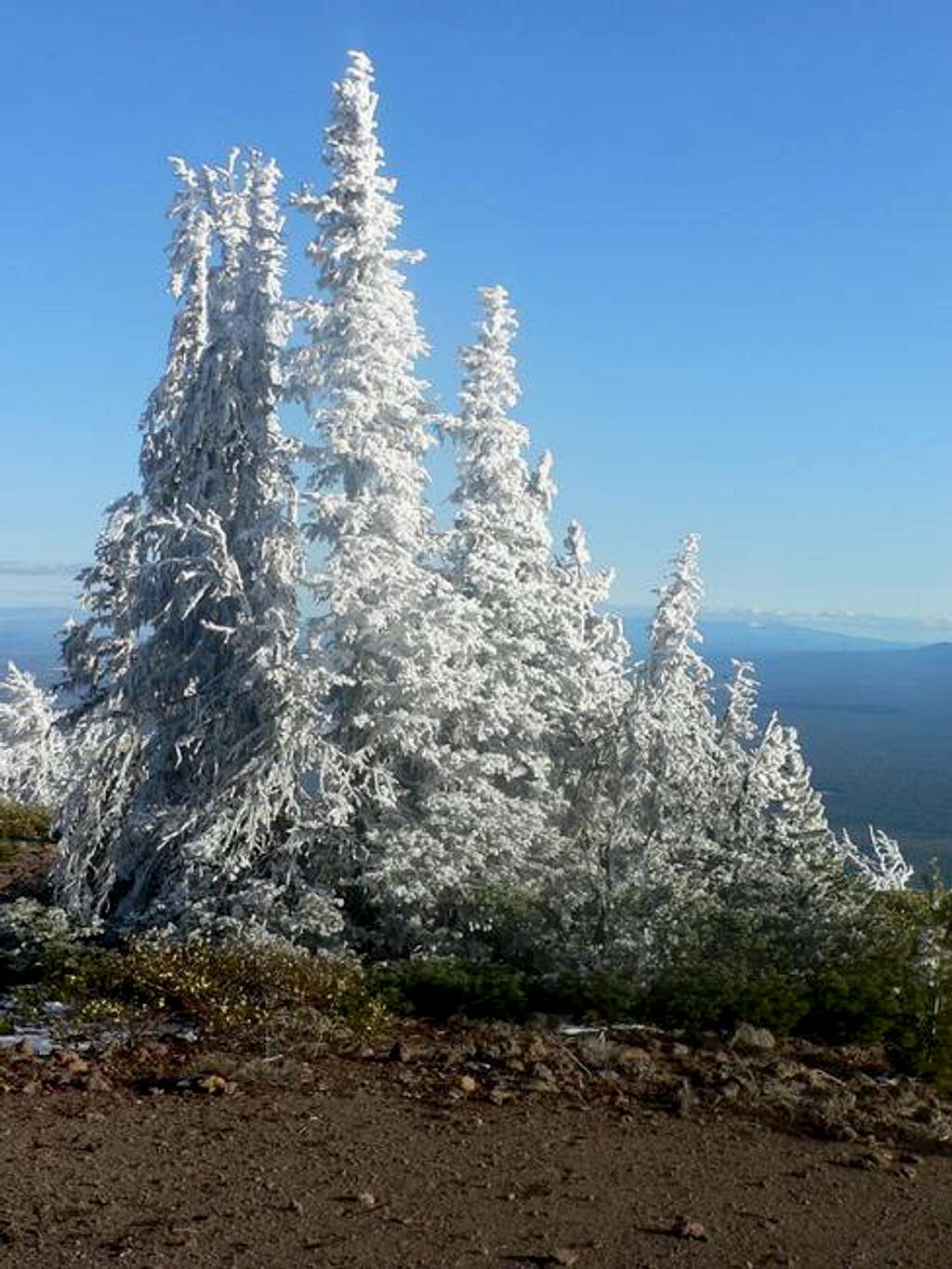 Trees top of Black Butte 3/05
