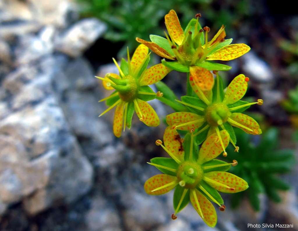 Yellow saxifraga in late summer, Sella Group (Saxifraga Aizoides)