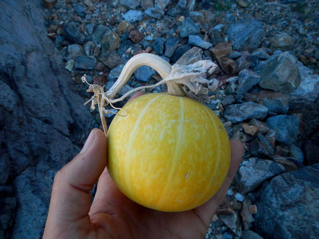 Gourd of Ord