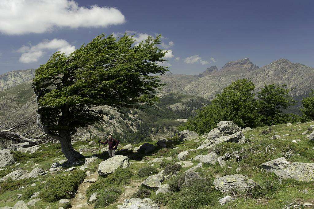 Wind beaten Tree on Serra San Tomaghiu