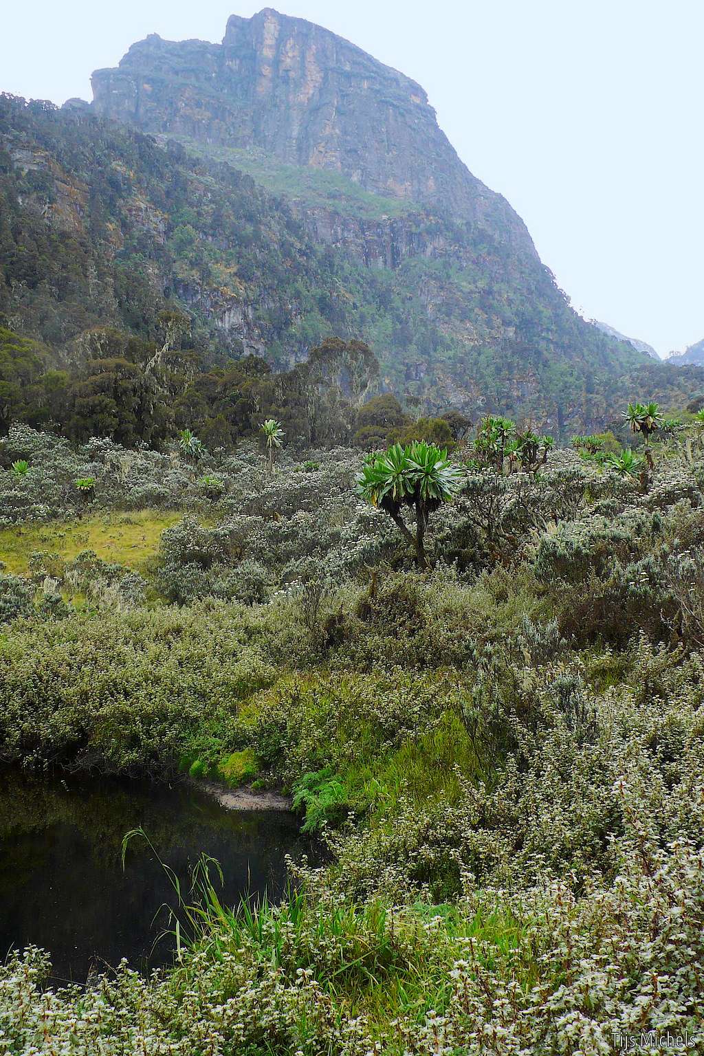 Mutinda Lookout (3975m) and Giant Groundsels