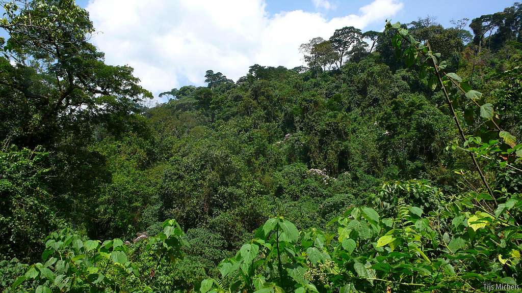 Dense equatorial rainforest