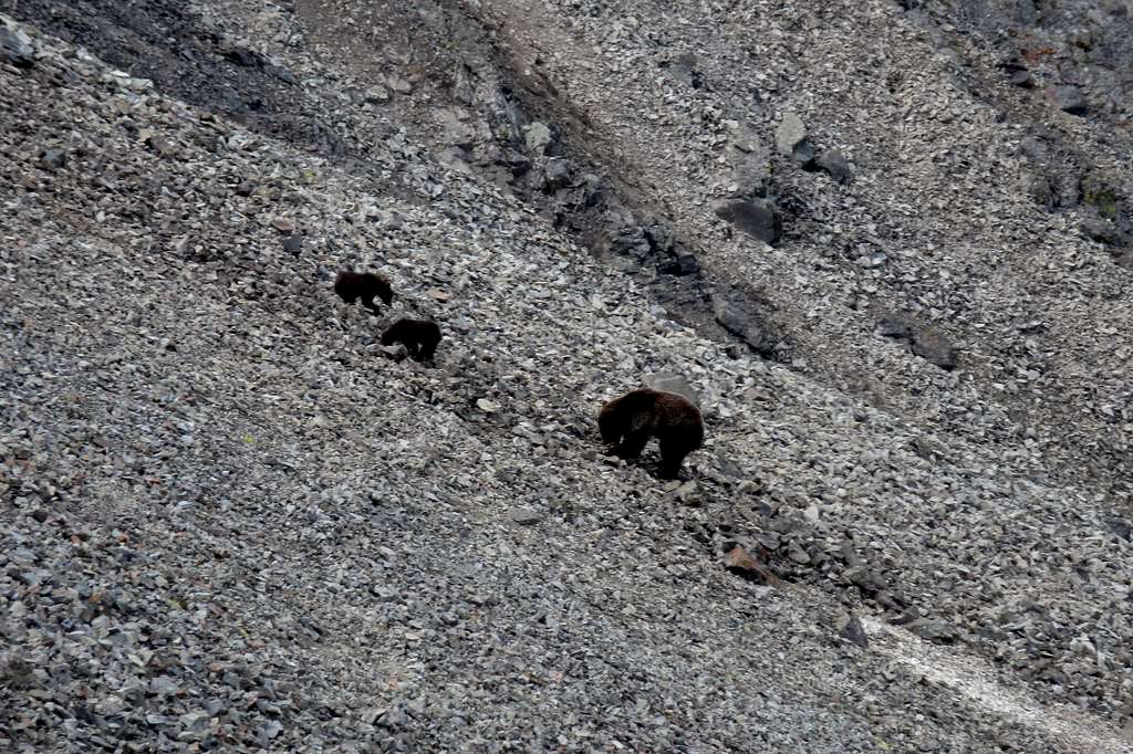 Mama Grizzly and Cubs on Sunlight Peak