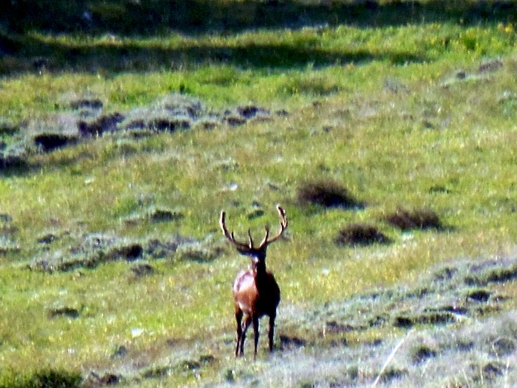 Bull elk still in velvet
