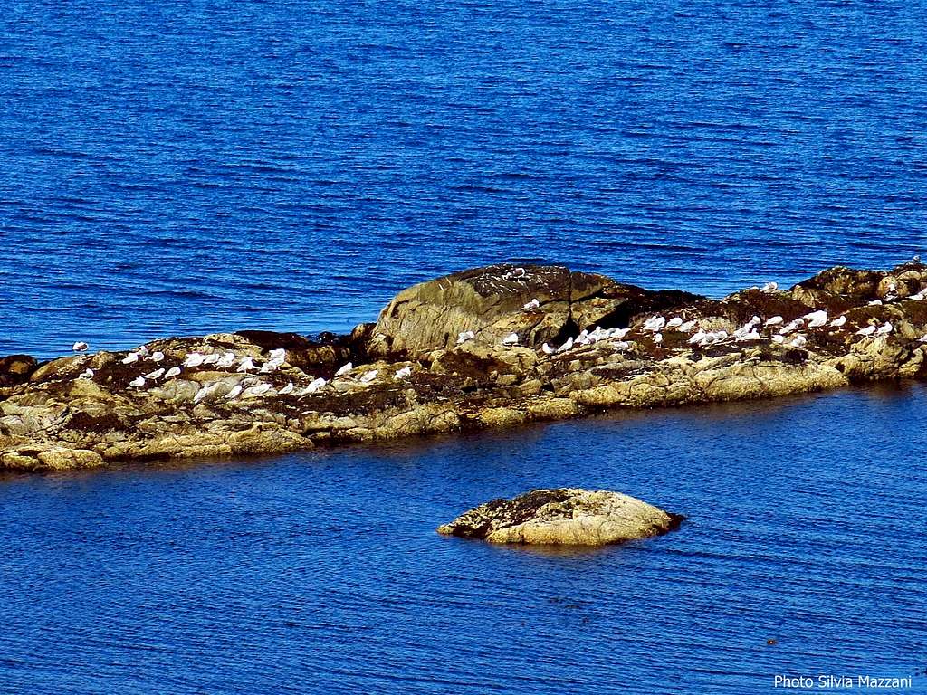 Dronningruta, seagulls along the coastal trail