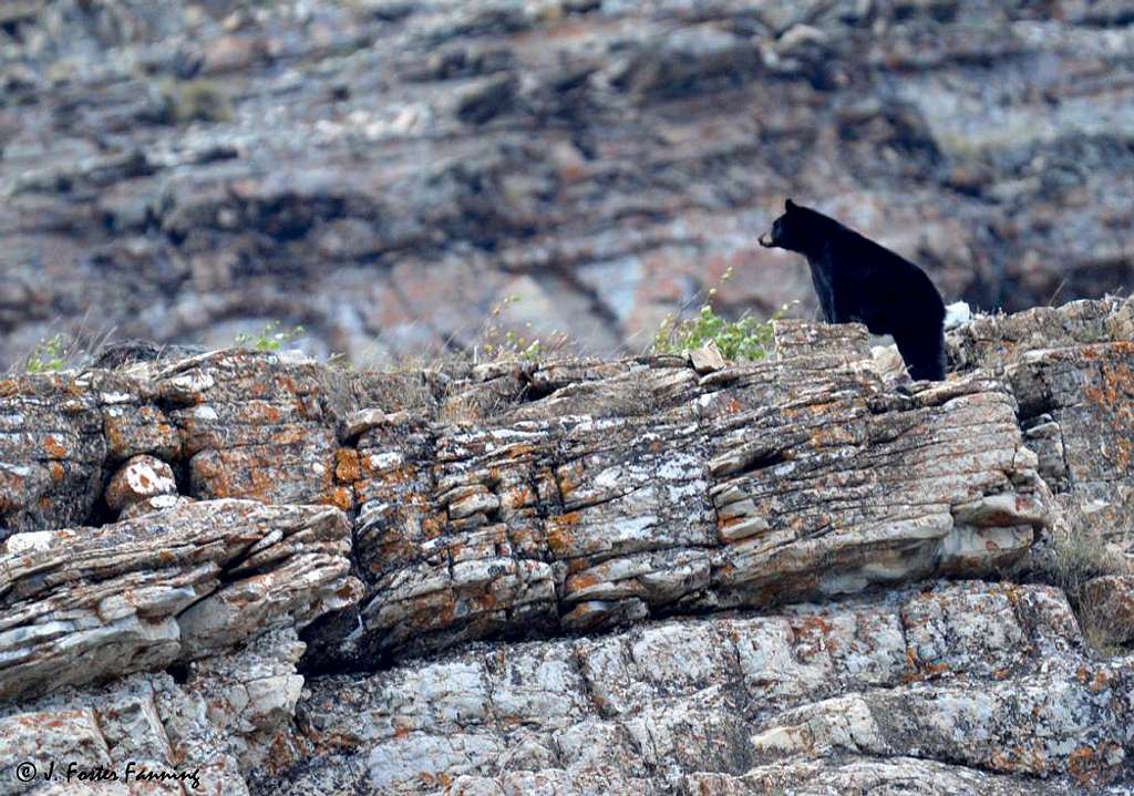 Rock Climbing Black Bear