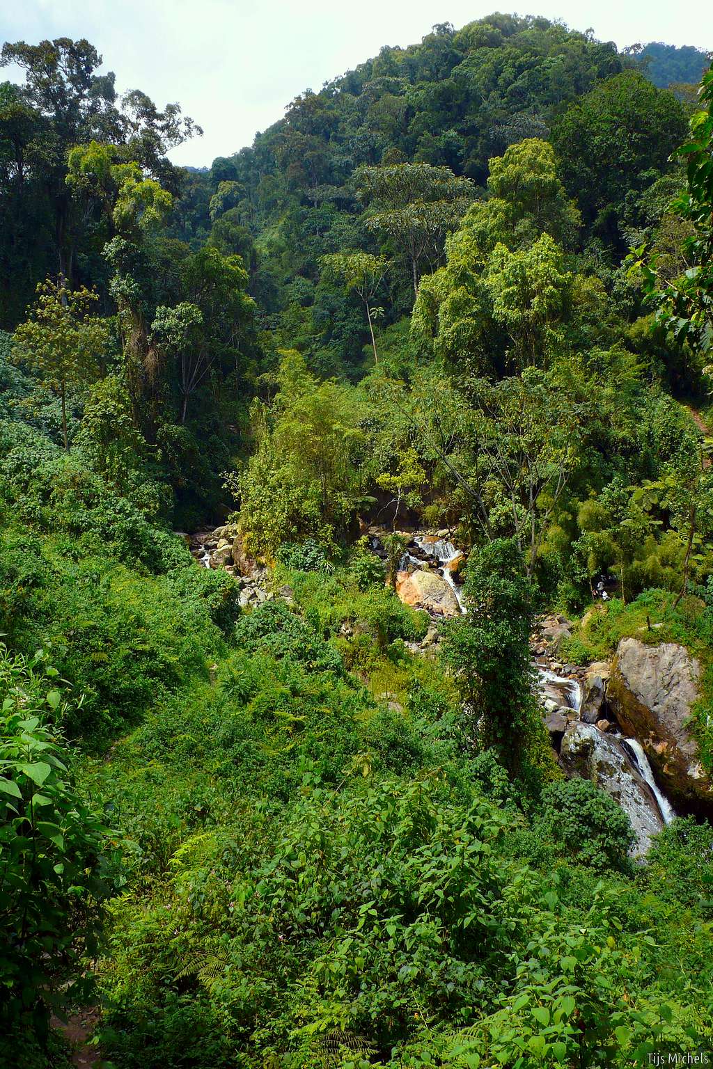 Porters in the equatorial rainforest