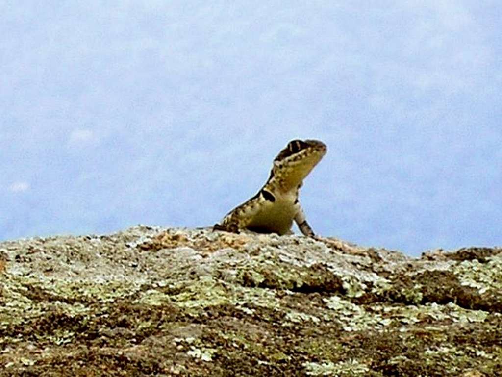 A common monitor lizard of...