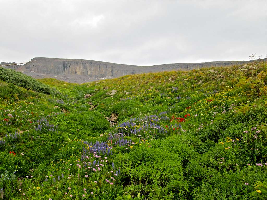 High elevation wildflowers in Alaska Basin, Teton Range, WY