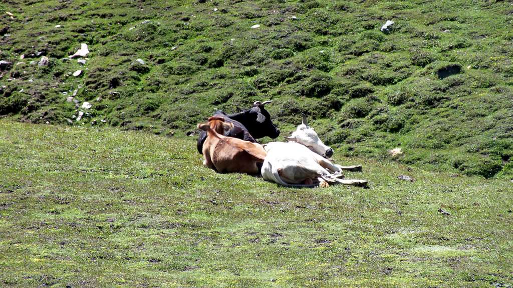 Resting cows