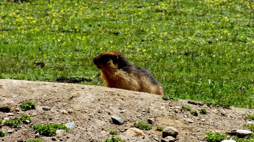 Golden Marmot