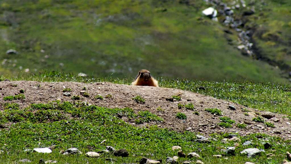 Golden Marmot