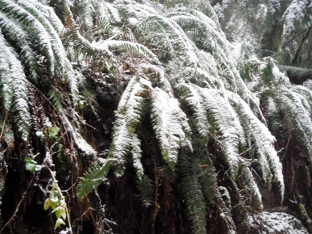 Snowy ferns