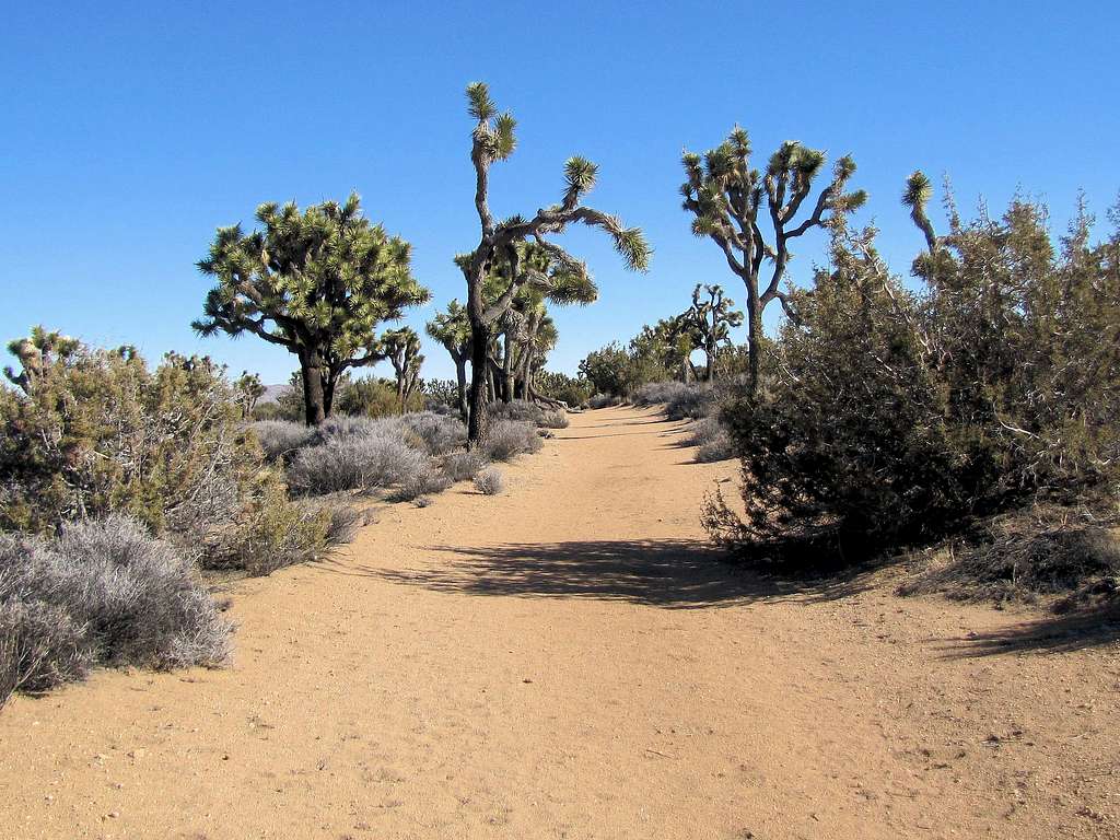 Near the junction of CRHT & Stubbe Spring Trail