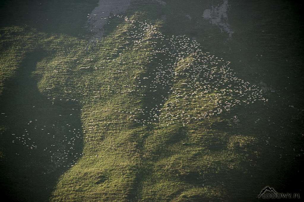 Fagaras sheepland