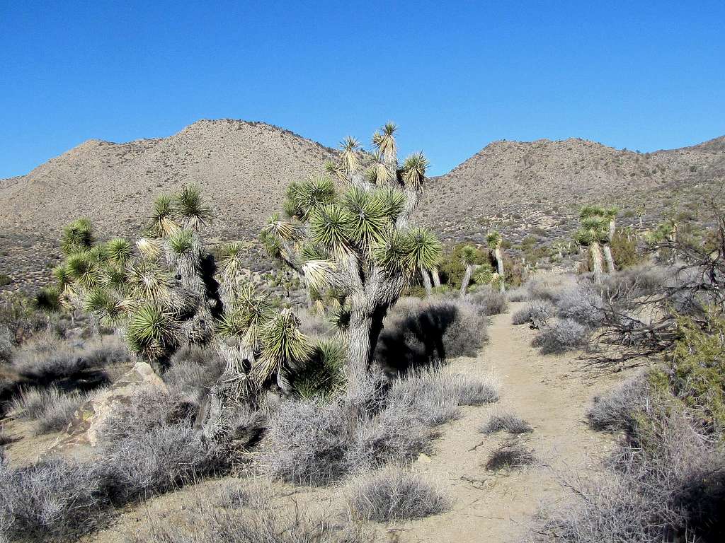 Joshua Trees on the low section of the trail
